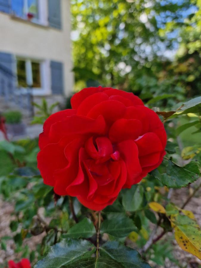 Gite L'Enclos O Rendez-Vous Roquefeuil-Pays De Sault- Avec Jardin Luaran gambar